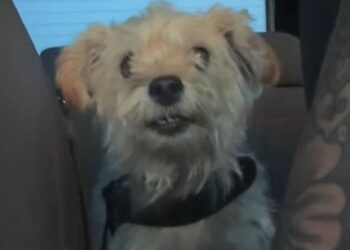 Cadela resgatada encanta ao “conversar” com tutora durante trajeto para novo lar