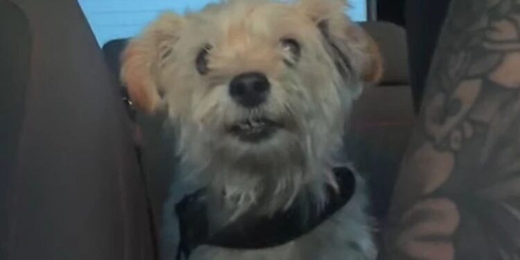 Cadela resgatada encanta ao “conversar” com tutora durante trajeto para novo lar