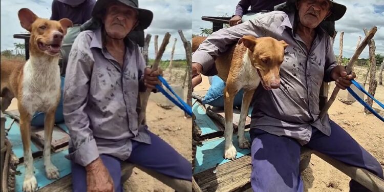 Cachorro abandonado é resgatado e vira parceiro fiel nas tarefas diárias do campo