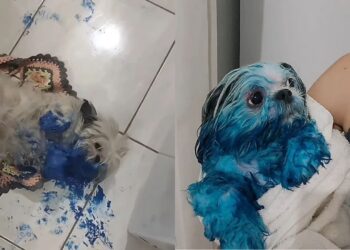 Cachorro travesso aproveita ausência da dona e fica todo pintado de azul