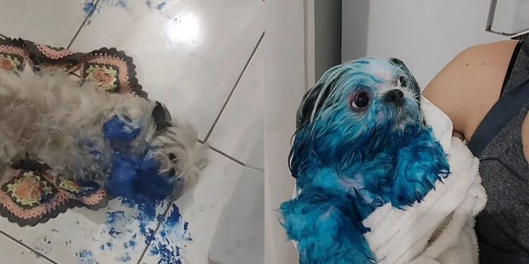 Cachorro travesso aproveita ausência da dona e fica todo pintado de azul