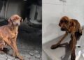 Cão resgatado do abandono extremo emociona ao encontrar lar e recomeçar a vida