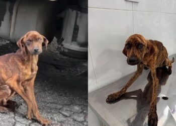 Cão resgatado do abandono extremo emociona ao encontrar lar e recomeçar a vida