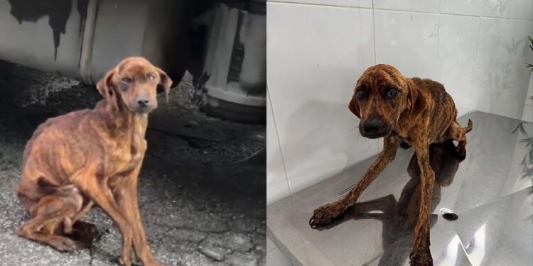 Cão resgatado do abandono extremo emociona ao encontrar lar e recomeçar a vida