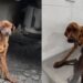 Cão resgatado do abandono extremo emociona ao encontrar lar e recomeçar a vida