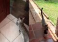 Gata atravessa muros para levar filhotes a família e comportamento emociona