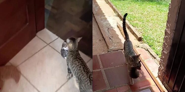 Gata atravessa muros para levar filhotes a família e comportamento emociona