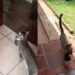 Gata atravessa muros para levar filhotes a família e comportamento emociona