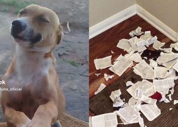 Vira-lata caramelo conquista a internet ao “negociar a paz” com carinho após travessuras