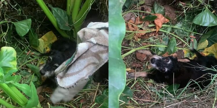 O choro frágil em uma vala levou a descoberta de uma vida em perigo e resgate urgente