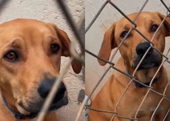 Vick foi devolvida por crescer demais e mostra por que cães grandes merecem uma segunda chance