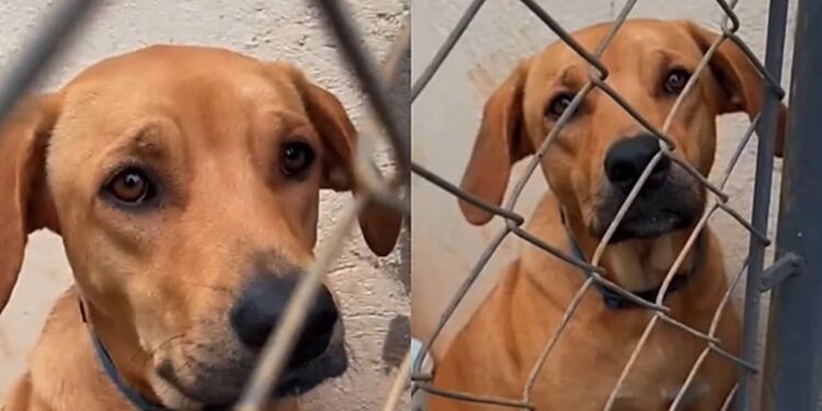 Vick foi devolvida por crescer demais e mostra por que cães grandes merecem uma segunda chance