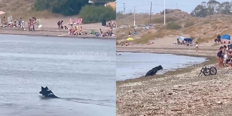 Cachorro paraplégico emociona ao viver dia inesquecível no mar com ajuda da família