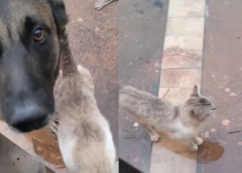 Pastor Alemão surpreende ao acolher gato e dividir a própria casinha