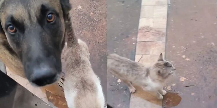 Pastor Alemão surpreende ao acolher gato e dividir a própria casinha