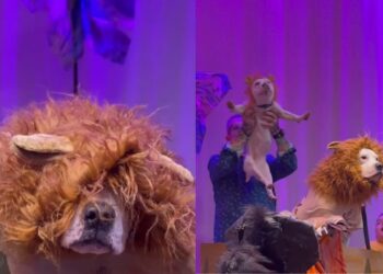 Cão se fantasia de leão em escola mas pequeno Simba rouba a cena