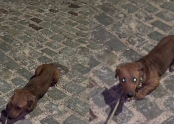 Cão abandonado com sarna é resgatado e mostra a importância de cuidado e prevenção