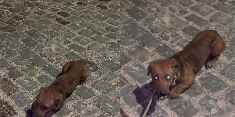 Cão abandonado com sarna é resgatado e mostra a importância de cuidado e prevenção