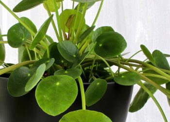 pilea