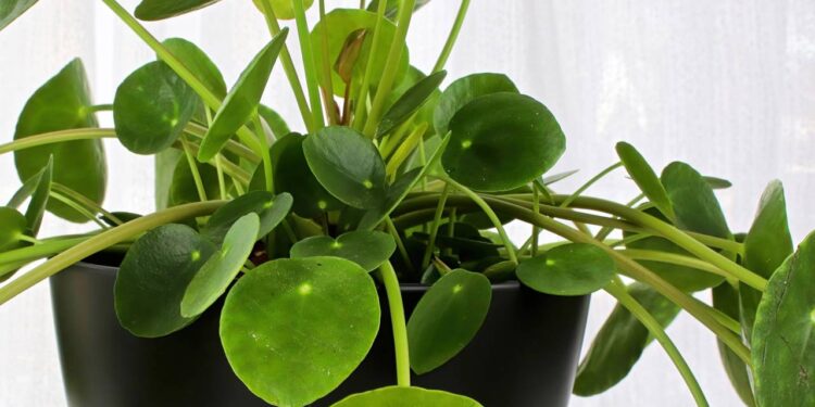 pilea