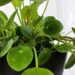 pilea