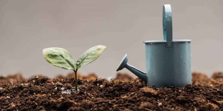 Plantas murchas ou encharcadas? Saiba como equilibrar a rega em dias quentes e frios com segurança