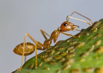 Formigas no jardim ou na pia? Conheça os repelentes naturais que não oferecem riscos aos seus pets