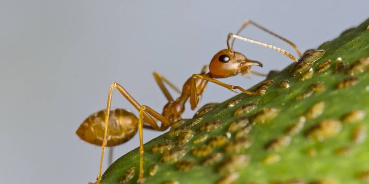 Formigas no jardim ou na pia? Conheça os repelentes naturais que não oferecem riscos aos seus pets