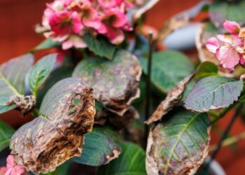 Técnicas simples ajudam a recuperar plantas murchas ajustando rega, substrato e poda