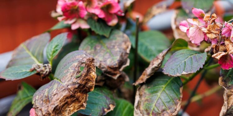 Técnicas simples ajudam a recuperar plantas murchas ajustando rega, substrato e poda