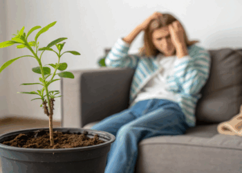 Ela recebe luz, rega e adubo, mas não cresce; o problema pode estar escondido na raiz da sua planta