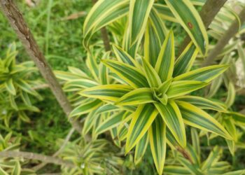 A planta ornamental que se adapta bem a casas e escritórios