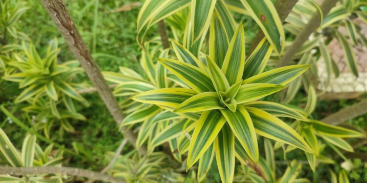 A planta ornamental que se adapta bem a casas e escritórios