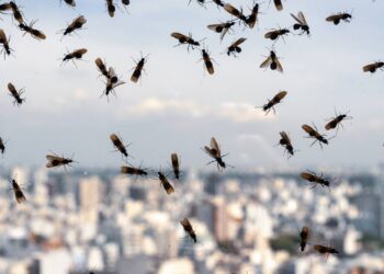 Plantas repelentes que afastam mosquitos da varanda sem risco de intoxicação para cães e gatos