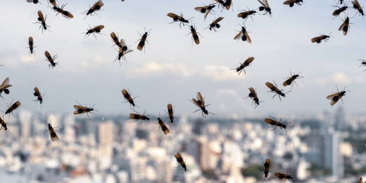 Plantas repelentes que afastam mosquitos da varanda sem risco de intoxicação para cães e gatos