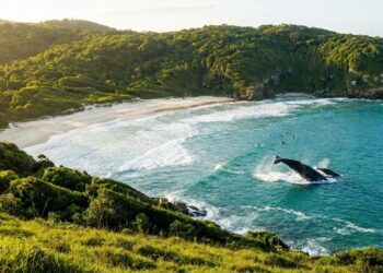 Eleita uma das praias mais bonitas do planeta essa faixa de areia brasileira tem baleias à vista do público