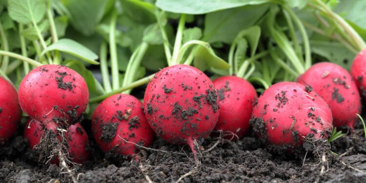 Horta em 7 dias: o guia prático para colher brotos de rabanete frescos e picantes no seu apartamento