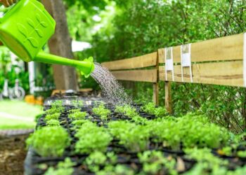 Plantas no calor: veja hábitos que ajudam a evitar ressecamento e estresse