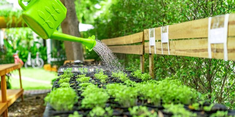Plantas no calor: veja hábitos que ajudam a evitar ressecamento e estresse