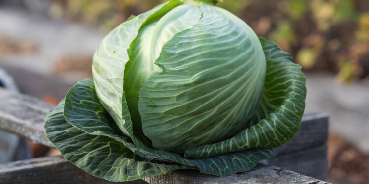 Aprenda o truque usado para plantar repolho e controlar lagartas, organizar a lavoura e colher mais