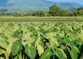 Sua taioba não cresce? Veja como preparar a terra perfeita e garantir uma colheita farta e saudável