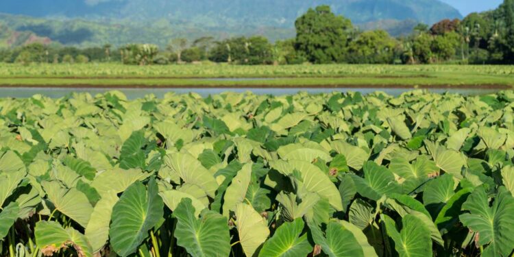 Sua taioba não cresce? Veja como preparar a terra perfeita e garantir uma colheita farta e saudável