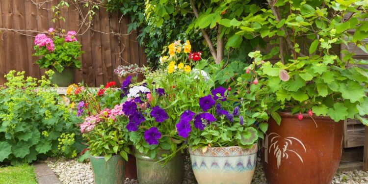 A planta não cresce? Veja como o tamanho do vaso pode estar sufocando suas raízes agora