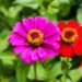 flor de zínia