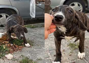 Filhotinho abandonado fica feliz ao perceber que iria ser resgatado