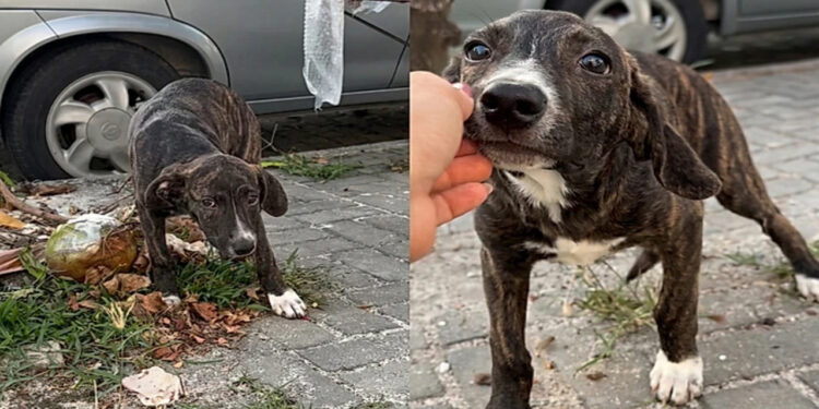 Filhotinho abandonado fica feliz ao perceber que iria ser resgatado