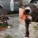 Filhotinho abandonado fica feliz ao perceber que iria ser resgatado