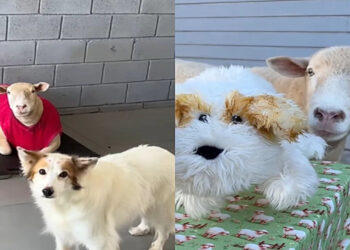 Tutora cria pelúcia de cachorrinha para consolar ovelha após perda da amiga