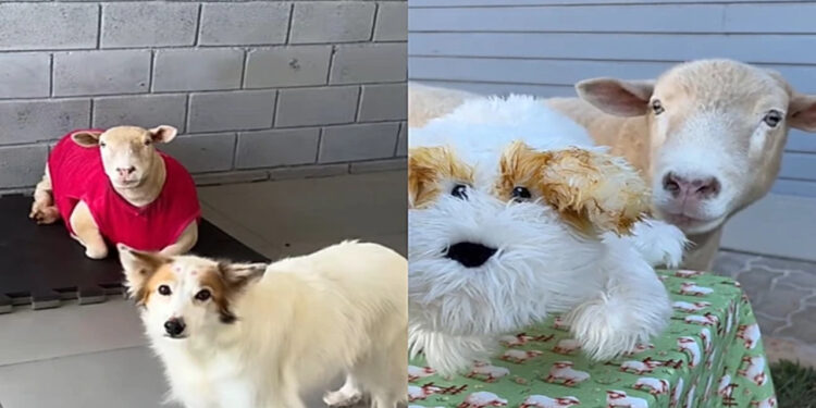 Tutora cria pelúcia de cachorrinha para consolar ovelha após perda da amiga