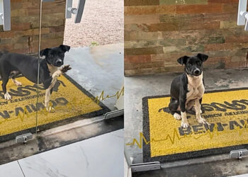 Não sabia para onde ir: cachorrinha busca ajuda em clínica veterinária e encanta